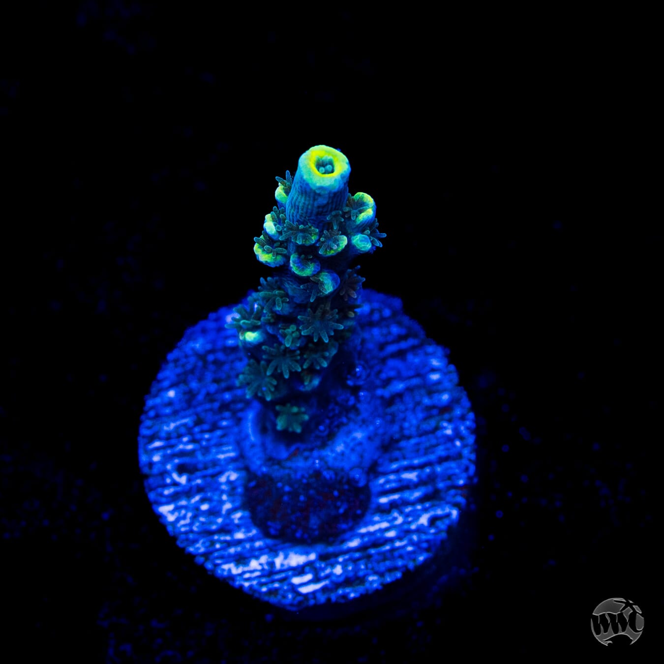 WWC Malibu Surfer Acropora