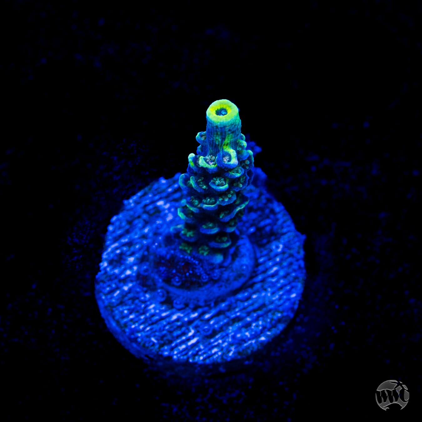 WWC Malibu Surfer Acropora