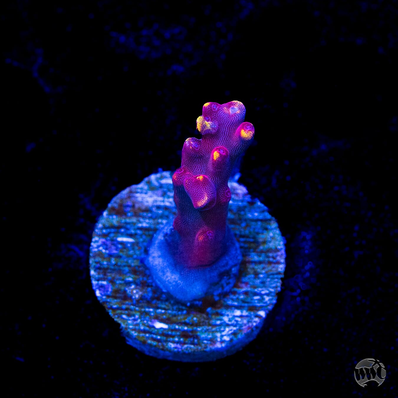 Jason Fox Fox Flame Acropora
