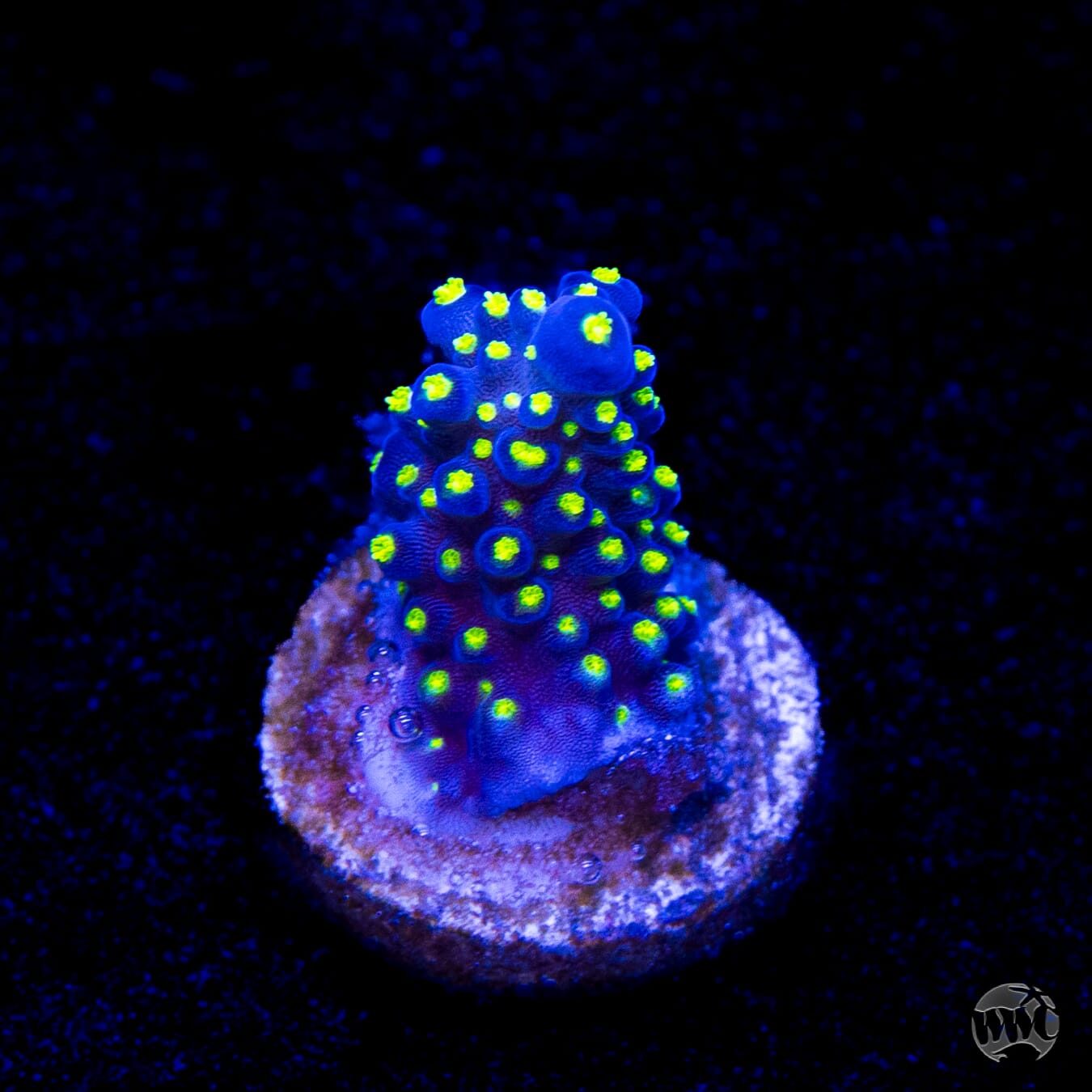 WWC Blueberry Fields Acropora