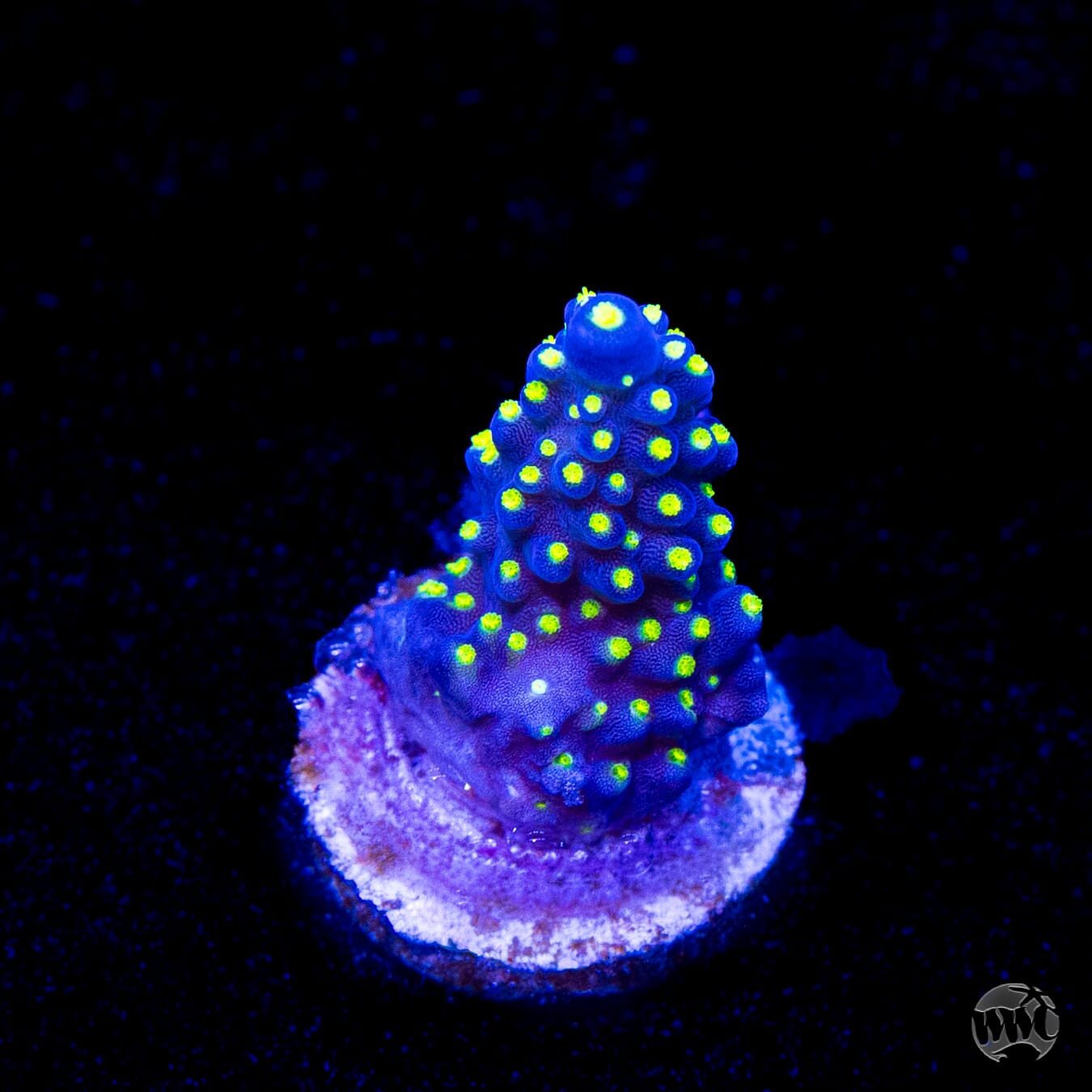 WWC Blueberry Fields Acropora