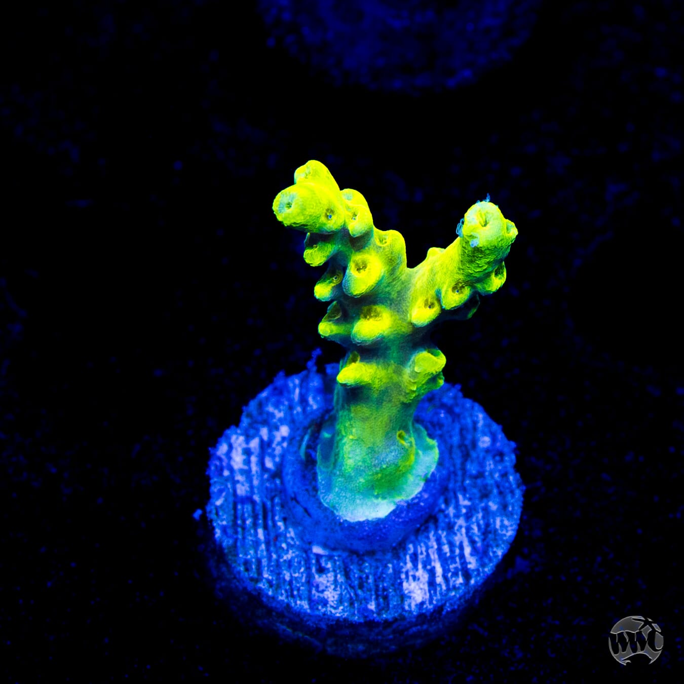 WWC Yodaz Acropora