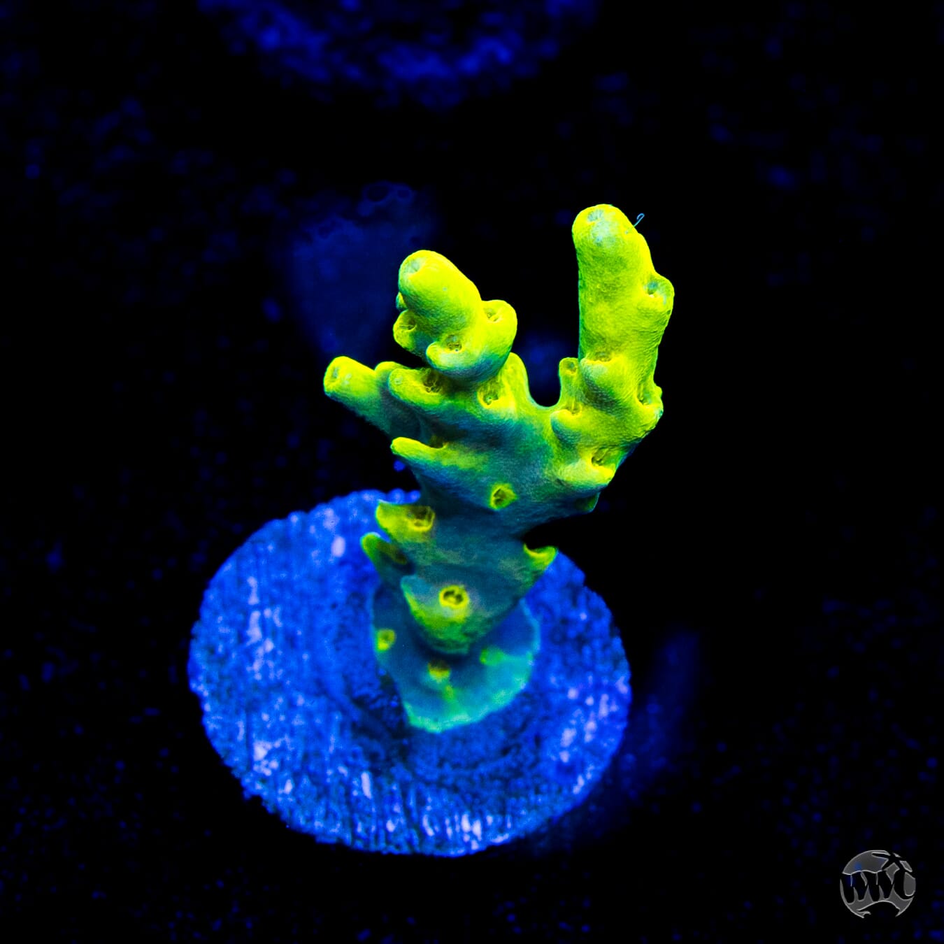WWC Yodaz Acropora