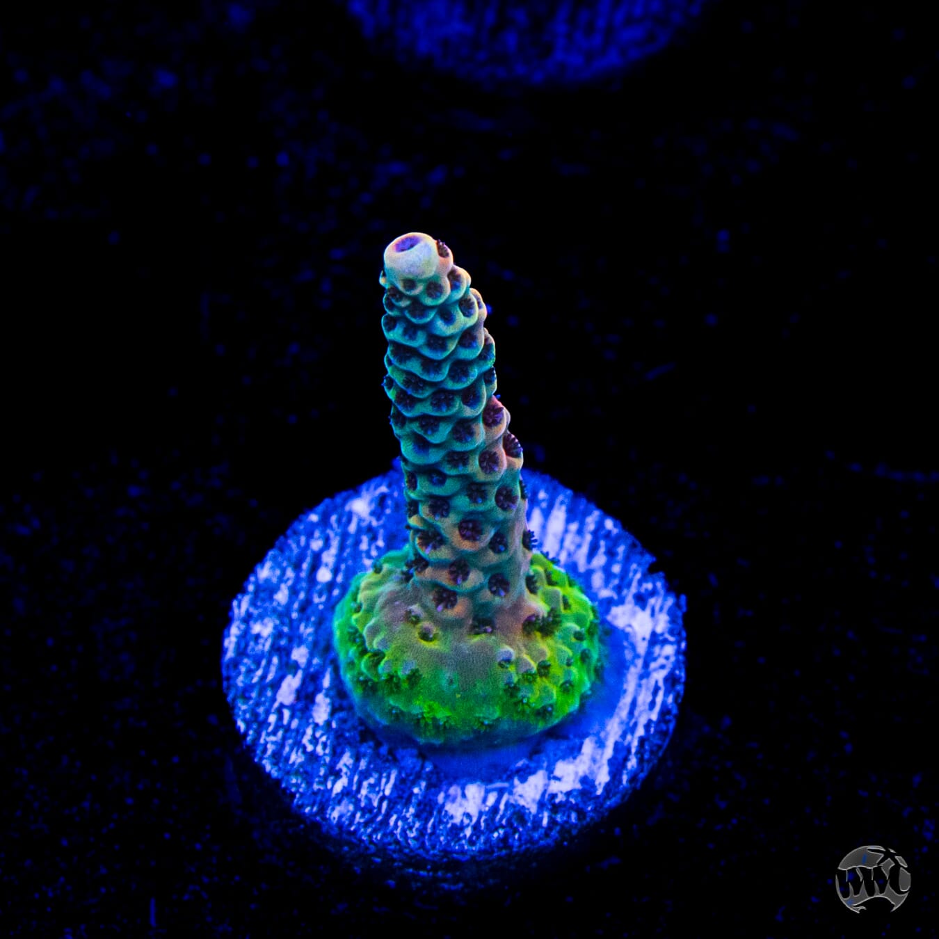WWC Dragon Slayer Acropora