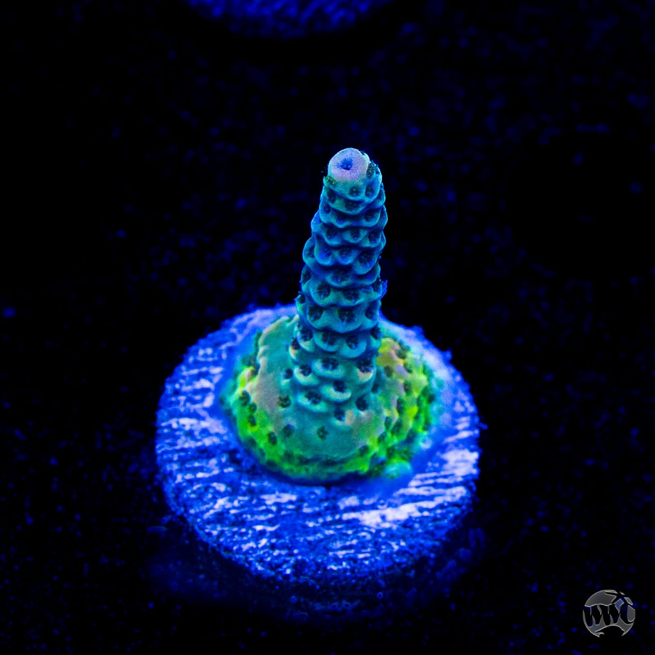 WWC Dragon Slayer Acropora