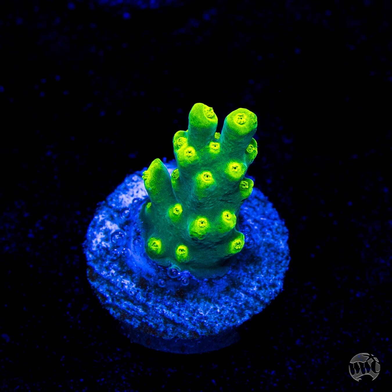 WWC Banana Peel Acropora