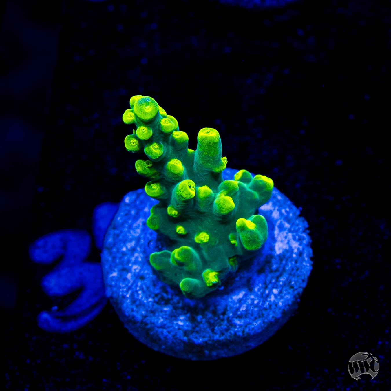 WWC Banana Peel Acropora