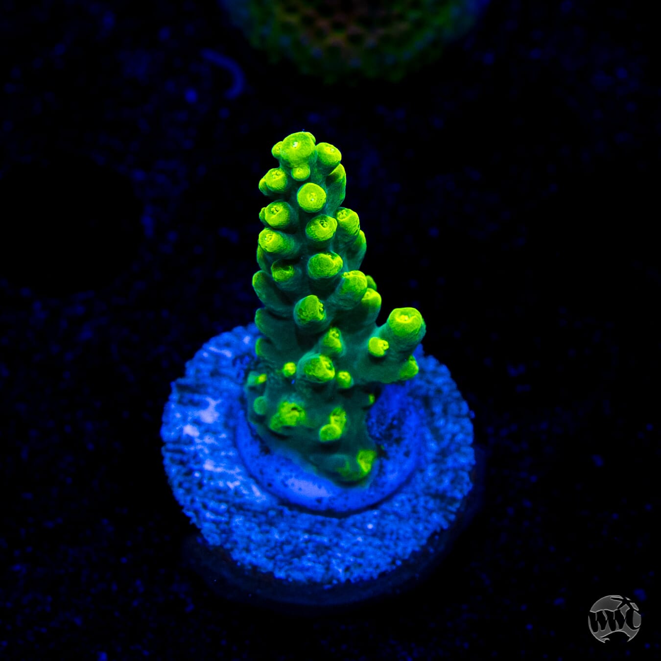 WWC Banana Peel Acropora