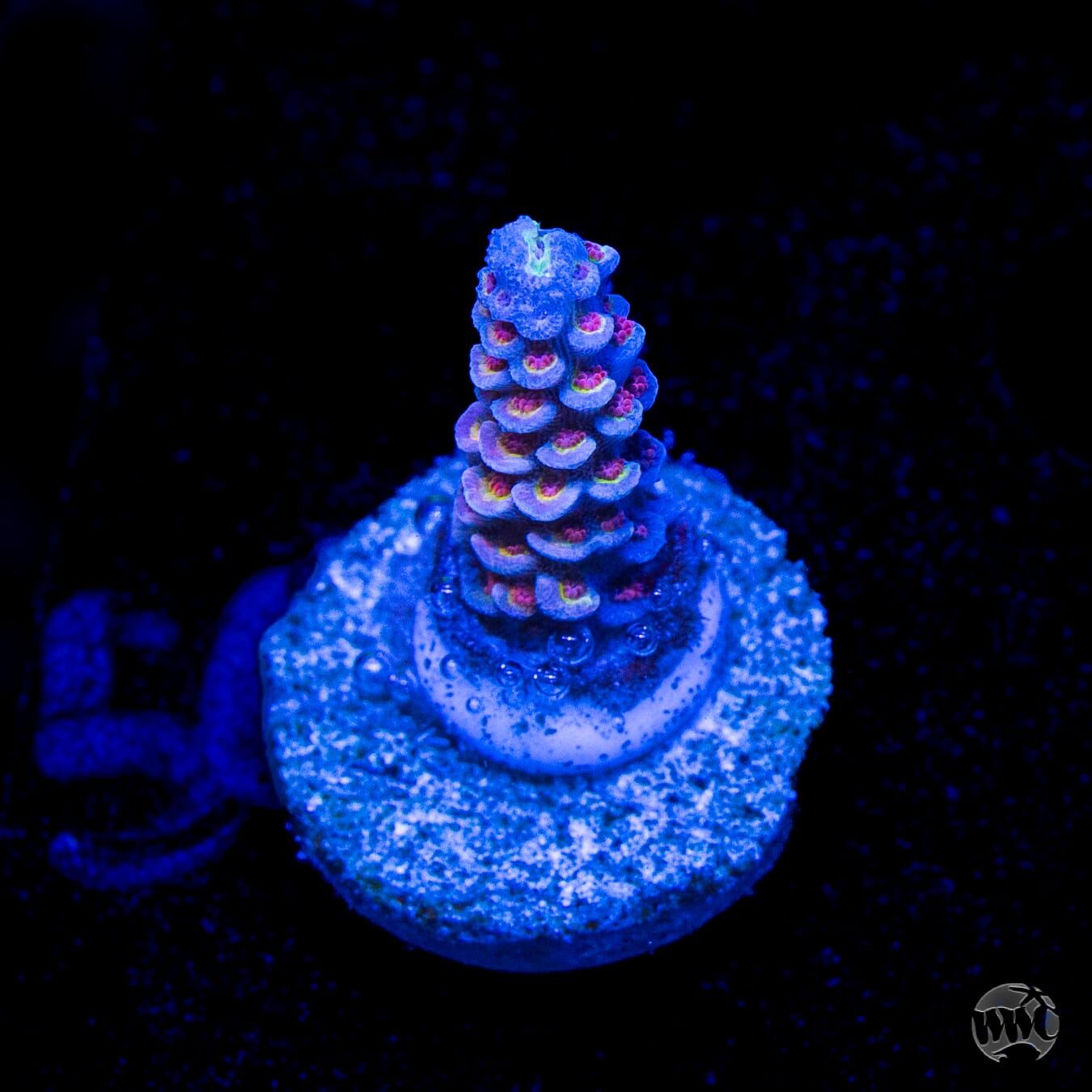 WWC Paradise Tenuis Acropora