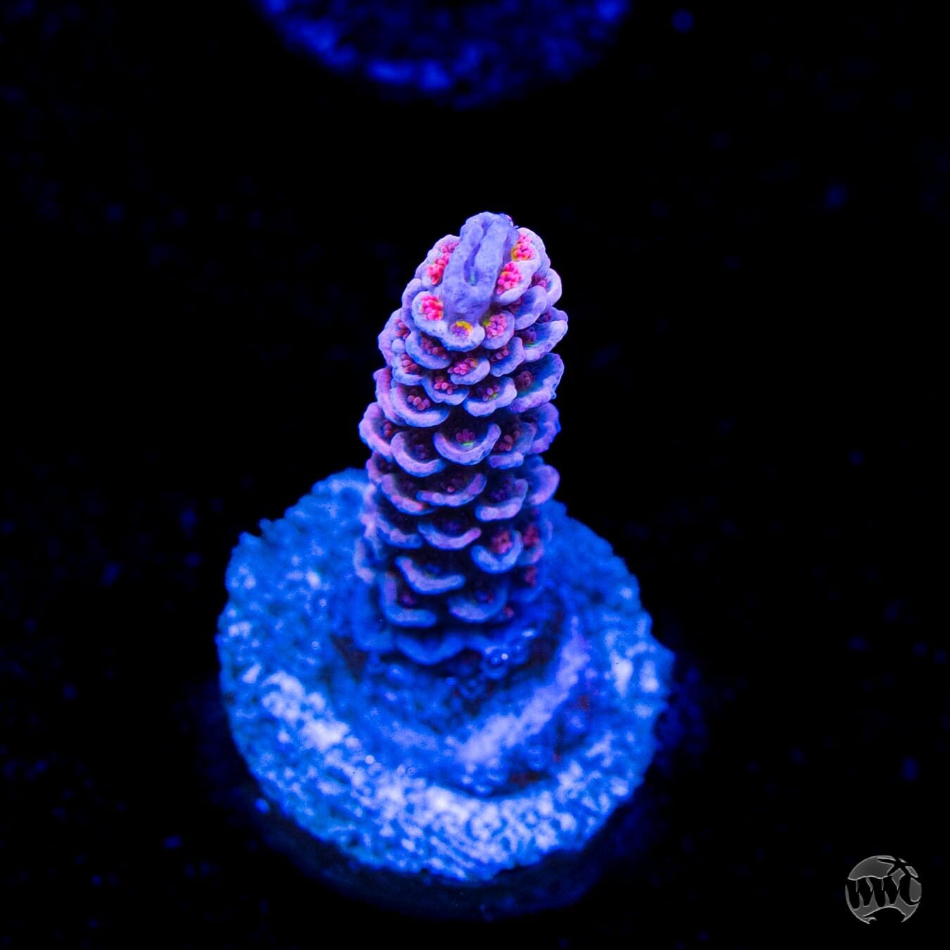 WWC Paradise Tenuis Acropora