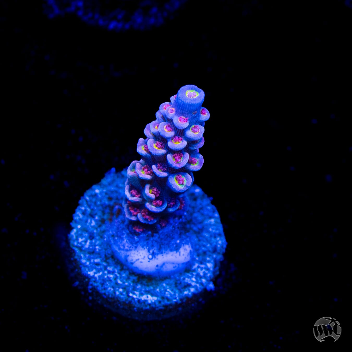WWC Paradise Tenuis Acropora