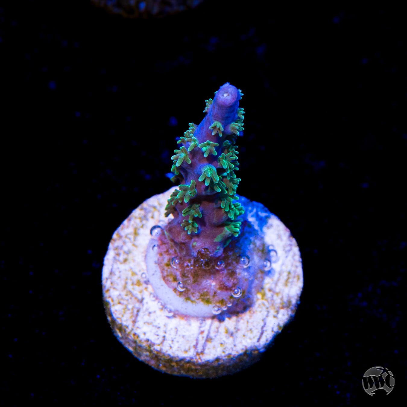 Zimmermans Blue Horrida Acropora