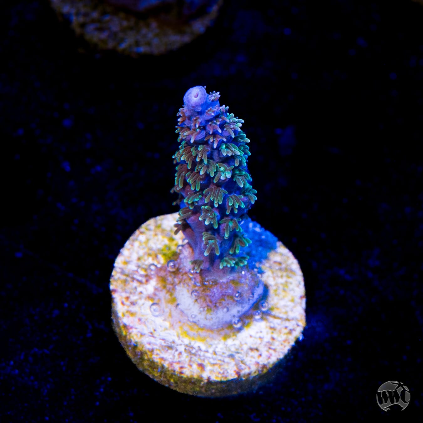 Zimmermans Blue Horrida Acropora