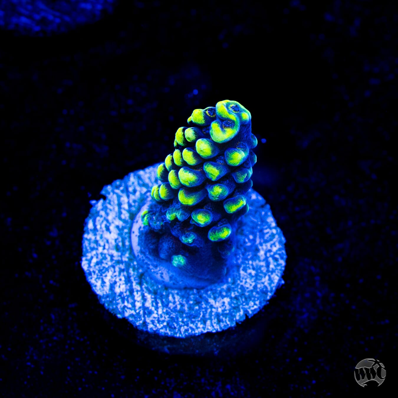WWC Spectacular Stag Acropora