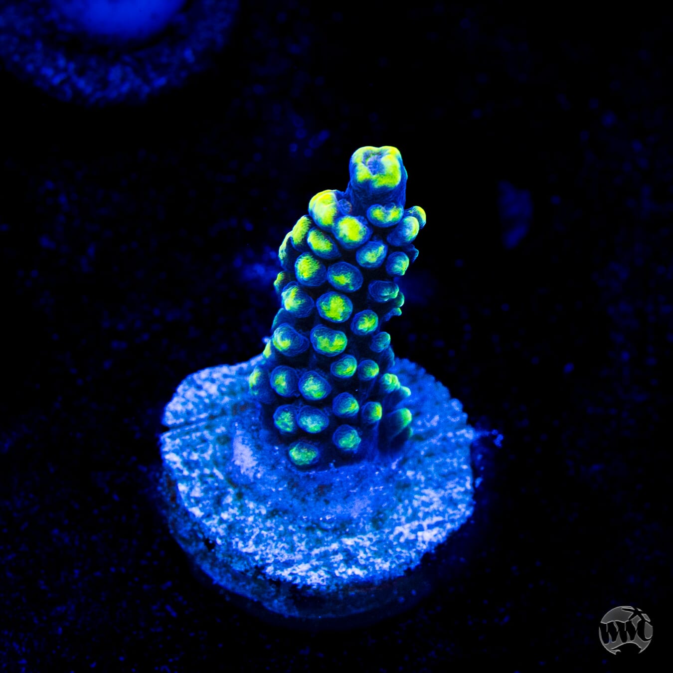 WWC Spectacular Stag Acropora