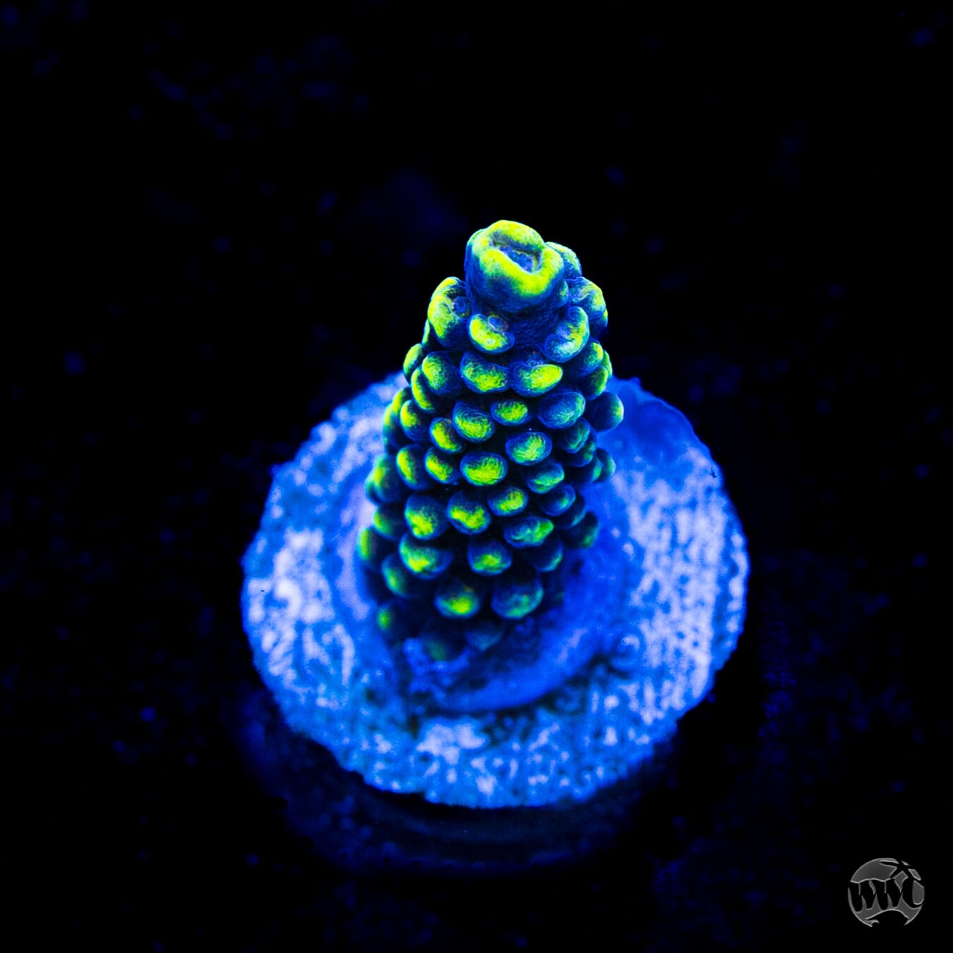 WWC Spectacular Stag Acropora