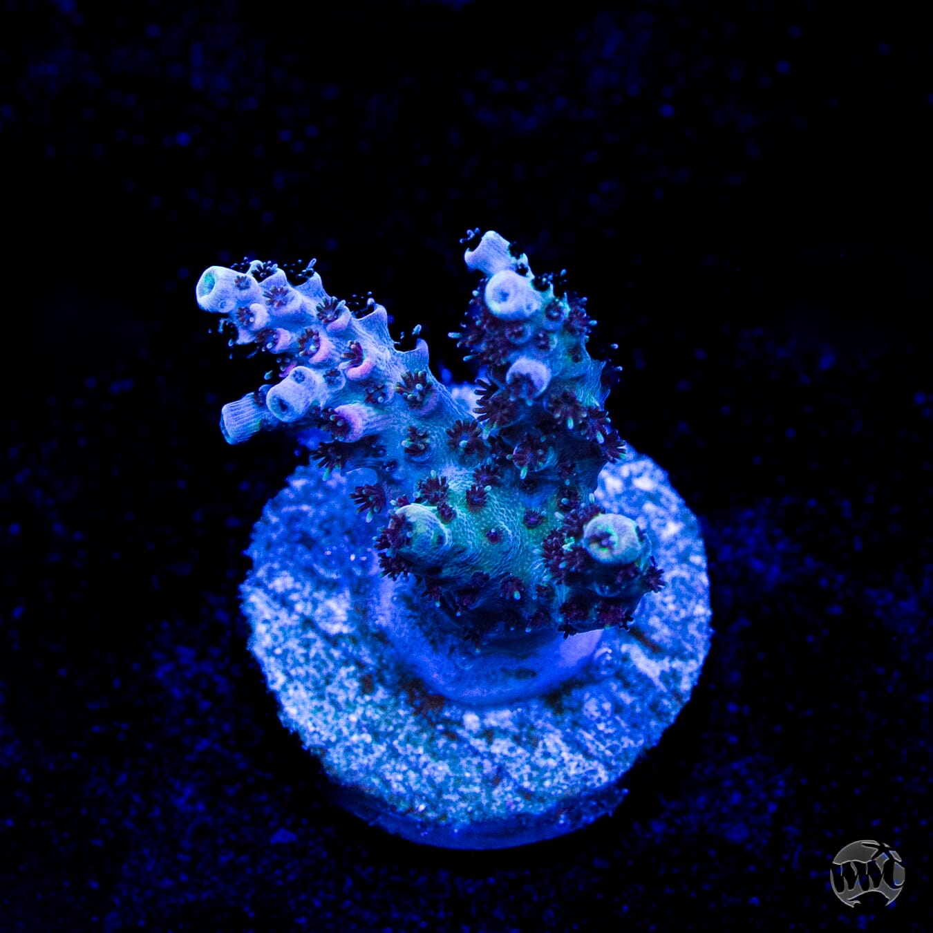 WWC Razzle Dazzle Acropora
