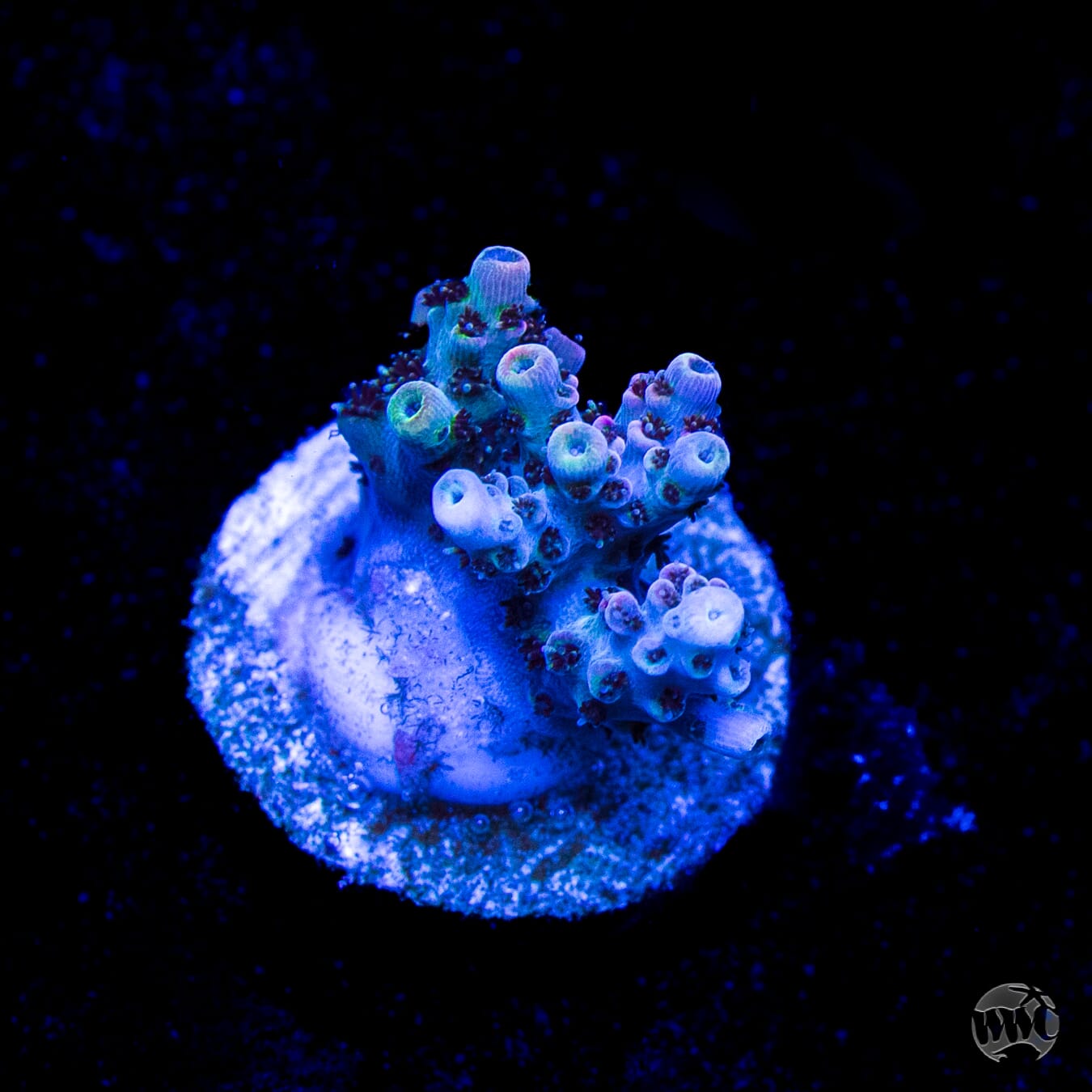 WWC Razzle Dazzle Acropora