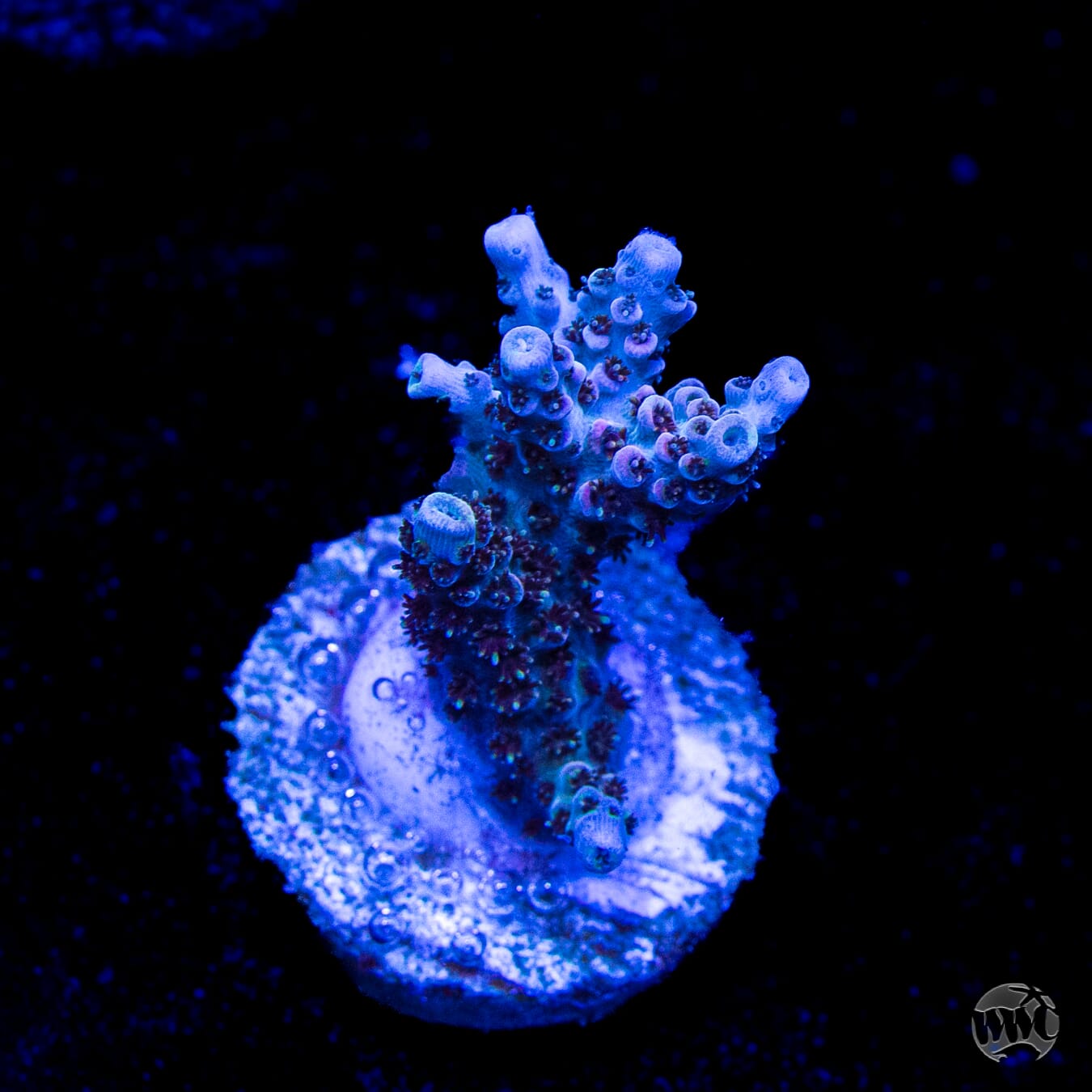 WWC Razzle Dazzle Acropora