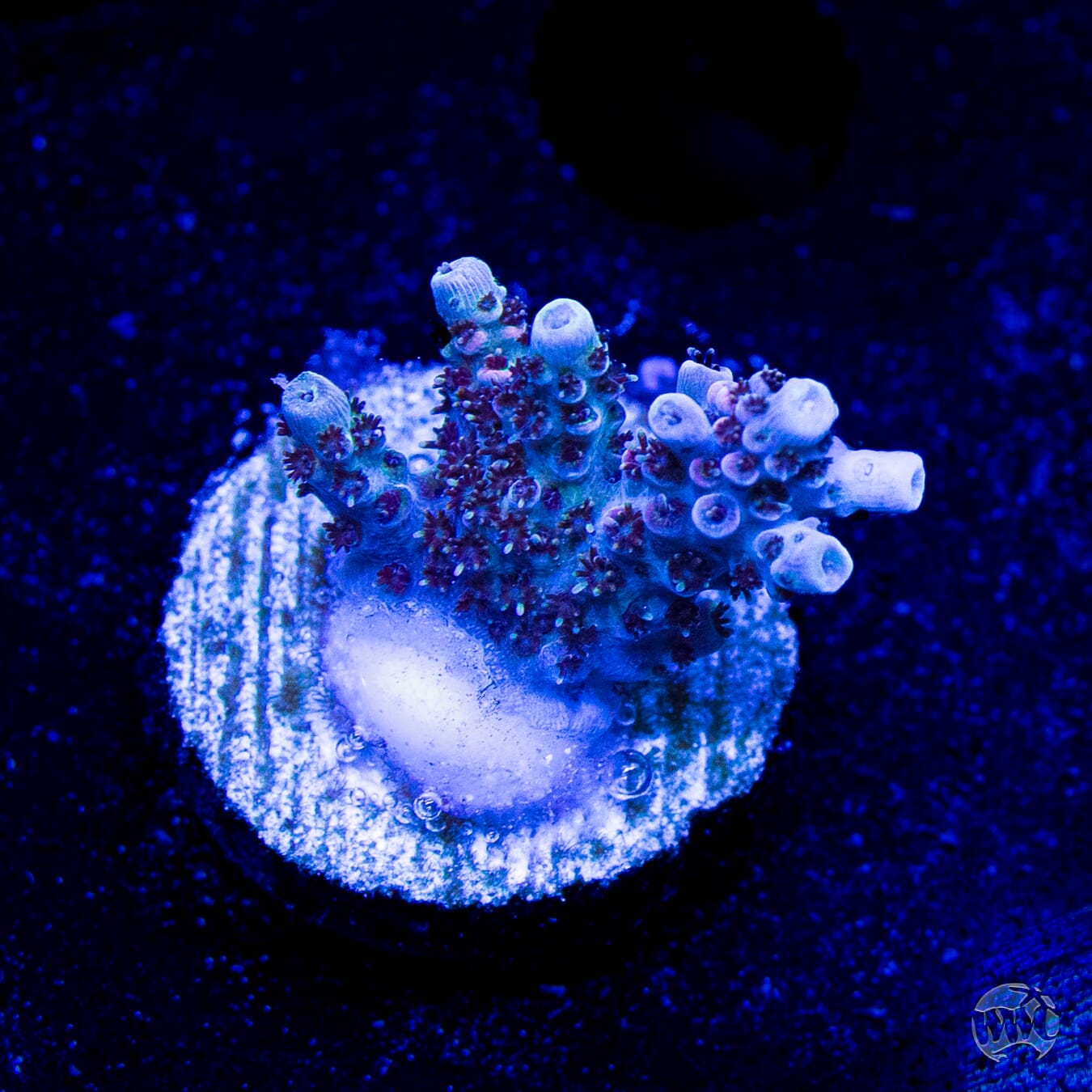 WWC Razzle Dazzle Acropora