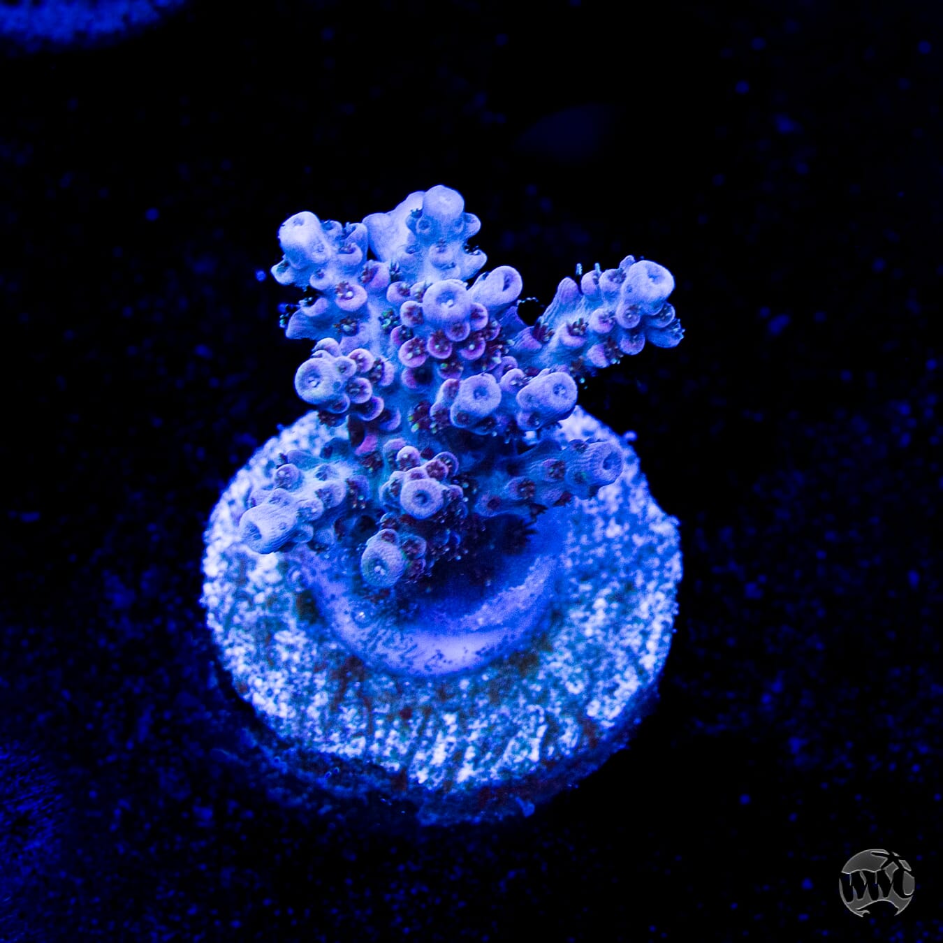 WWC Razzle Dazzle Acropora