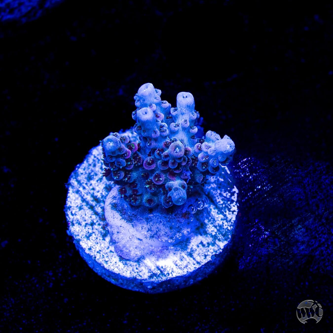 WWC Razzle Dazzle Acropora