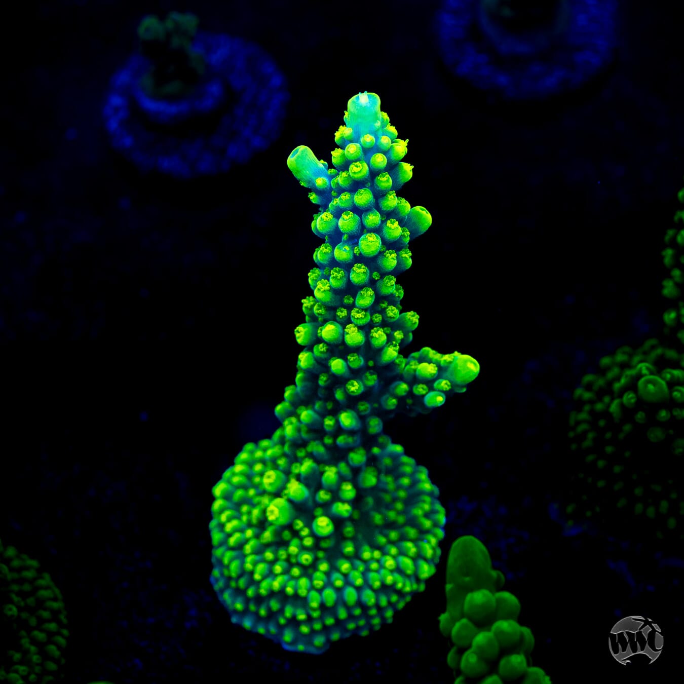 WWC Solomon Split Acropora