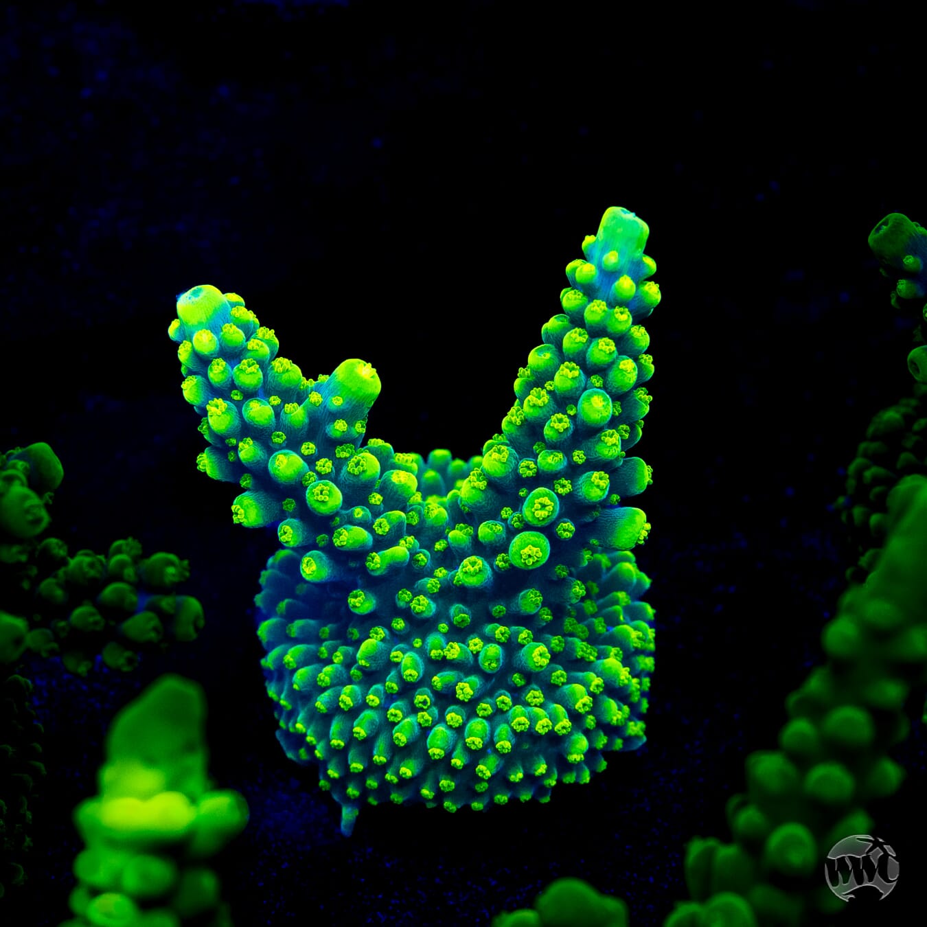 WWC Solomon Split Acropora