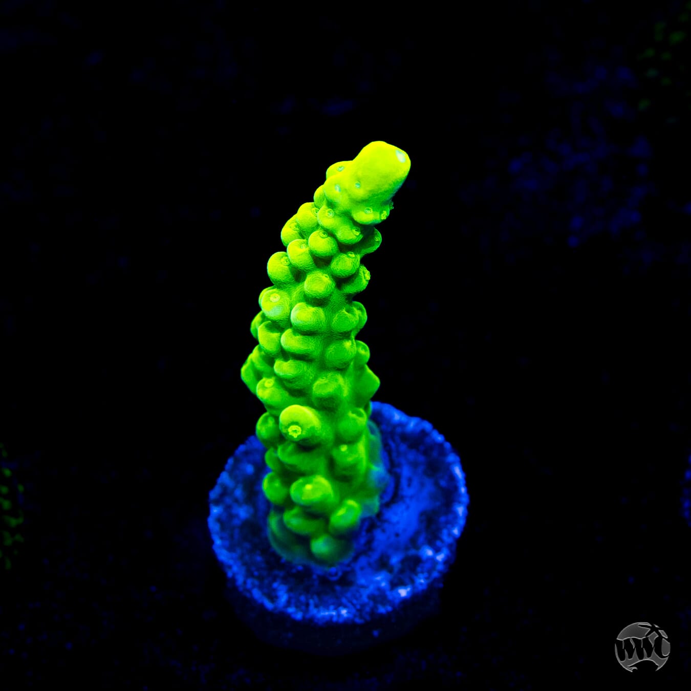 WWC Yellow Austera Acropora