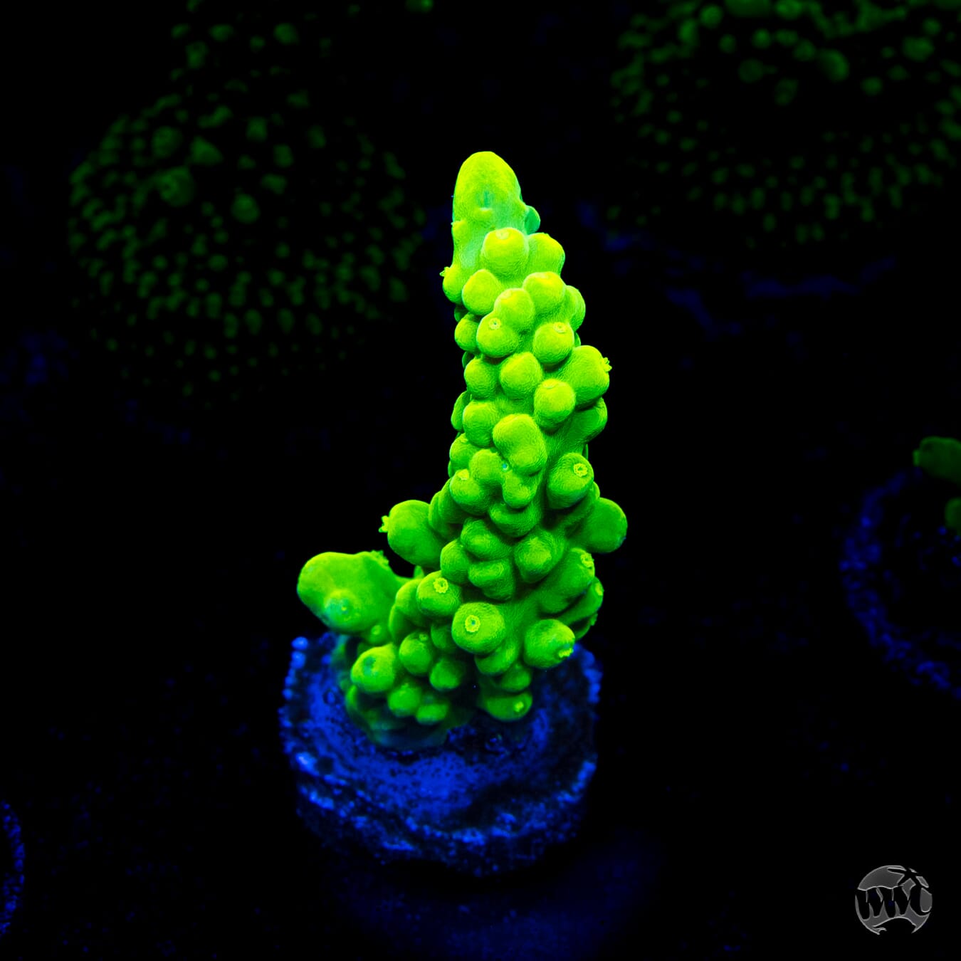 WWC Yellow Austera Acropora
