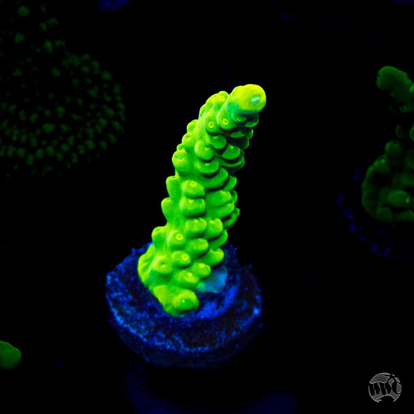 WWC Yellow Austera Acropora