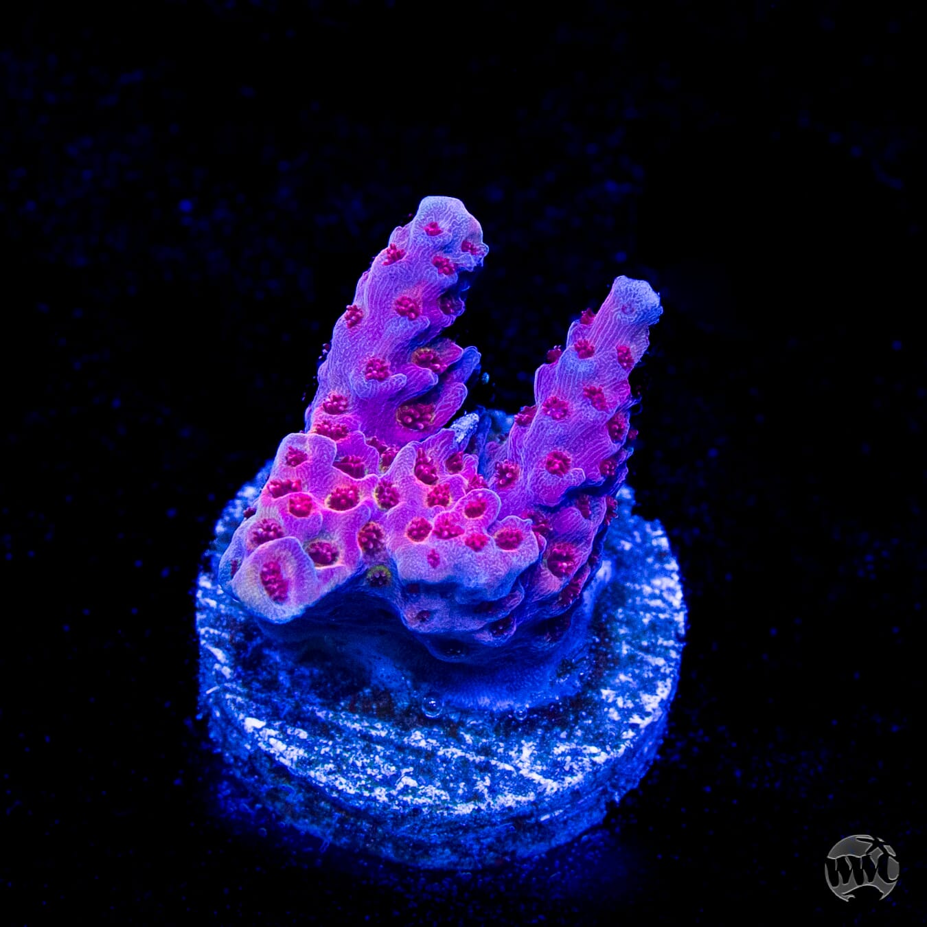WWC Marmalade Melody Acropora