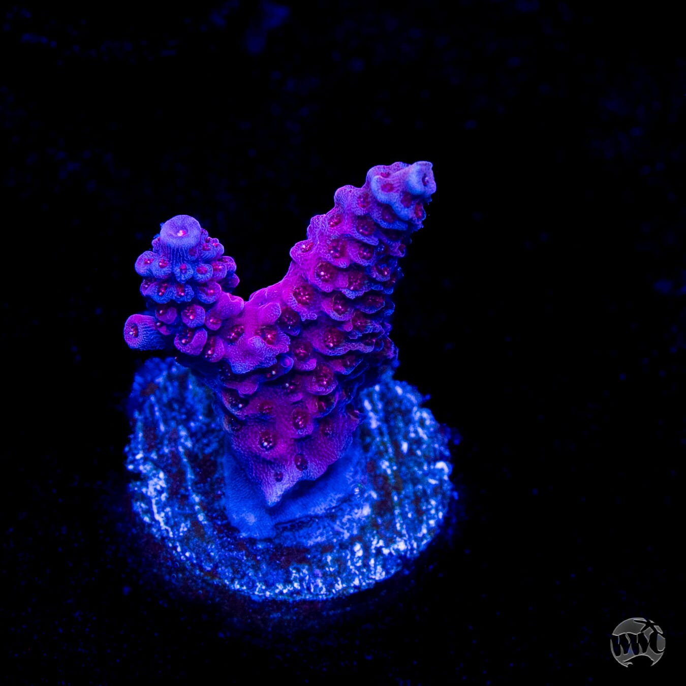 WWC Marmalade Melody Acropora