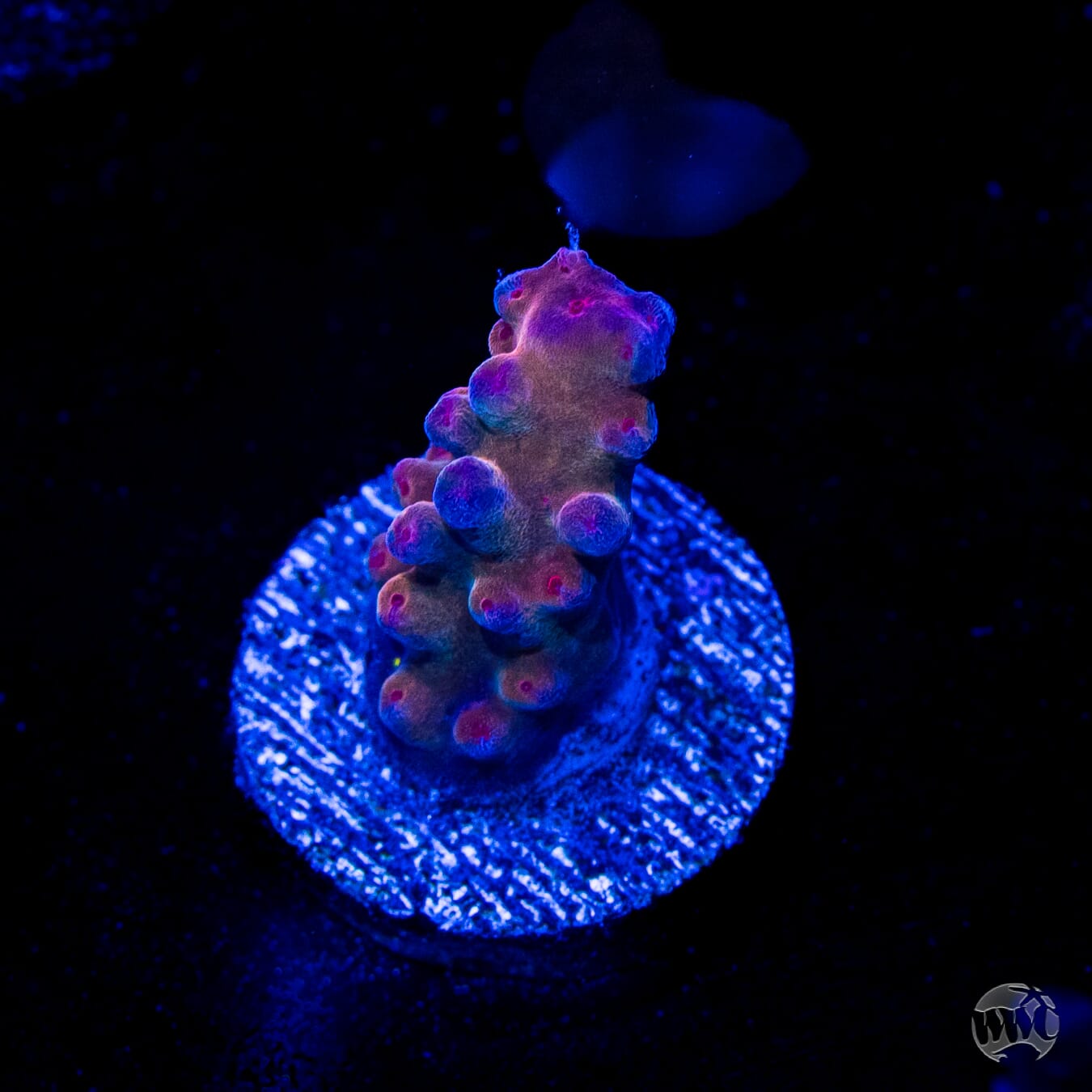 WWC Big Hoss Acropora