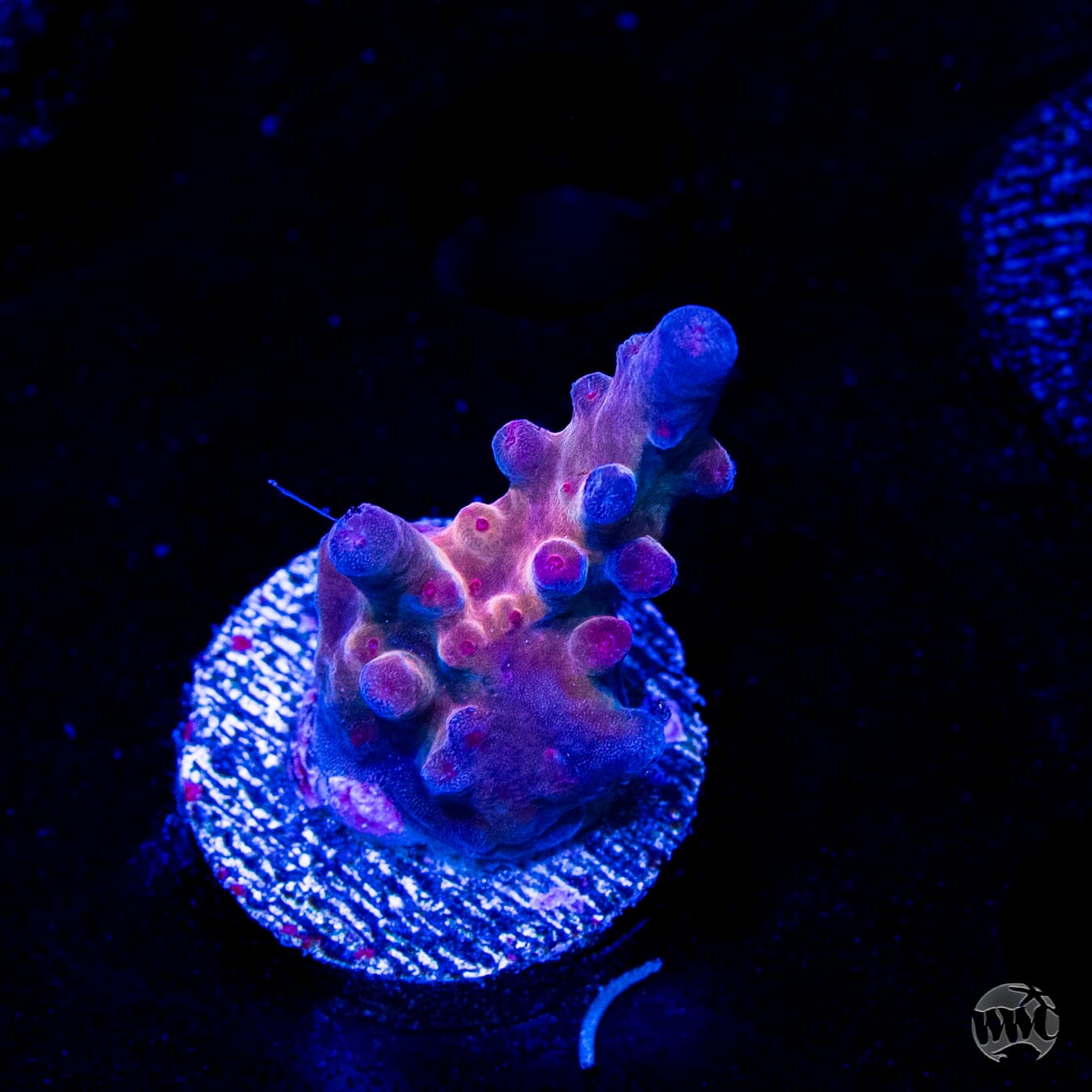 WWC Big Hoss Acropora
