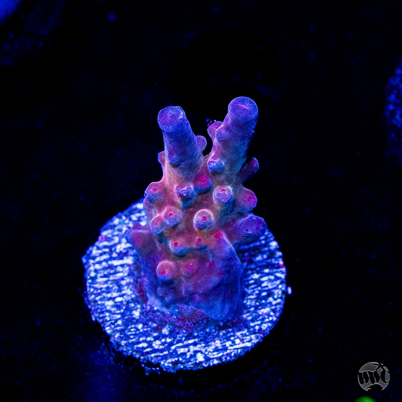 WWC Big Hoss Acropora