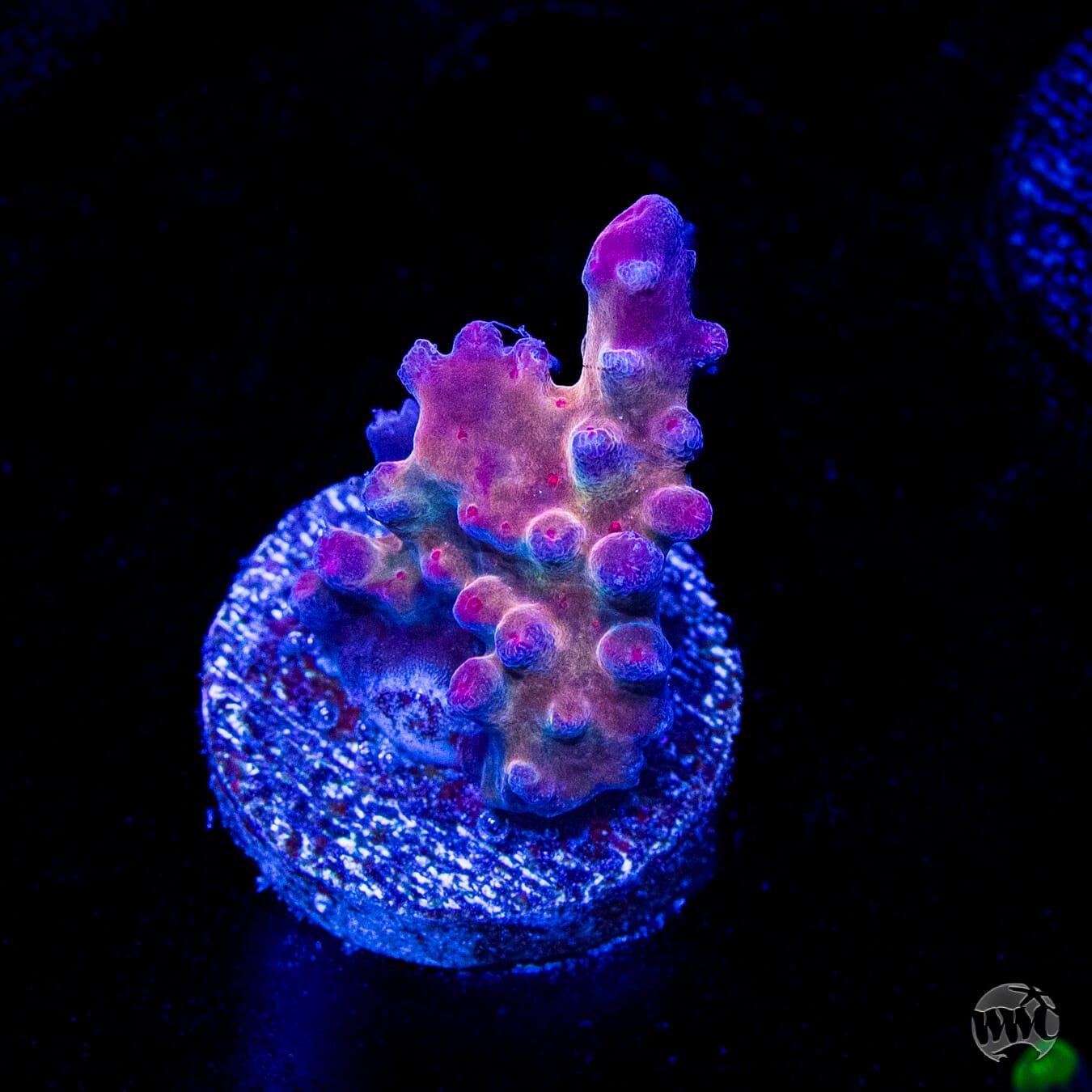 WWC Big Hoss Acropora