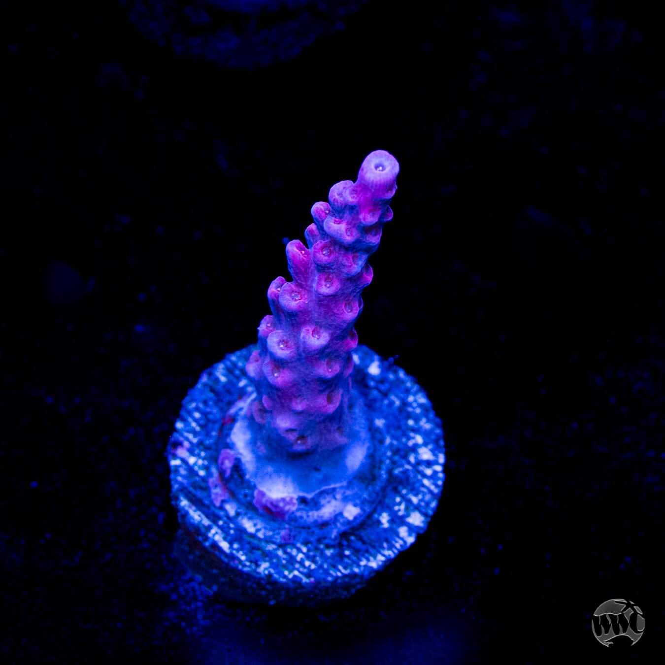WWC Frozen Rose Acropora