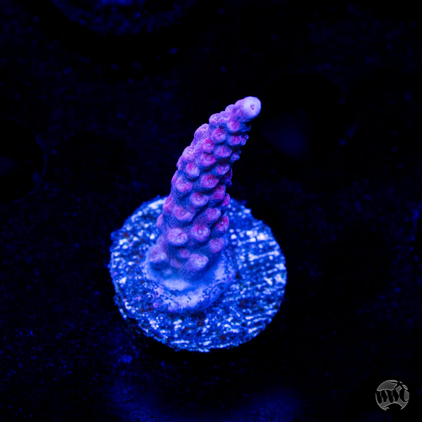 WWC Frozen Rose Acropora