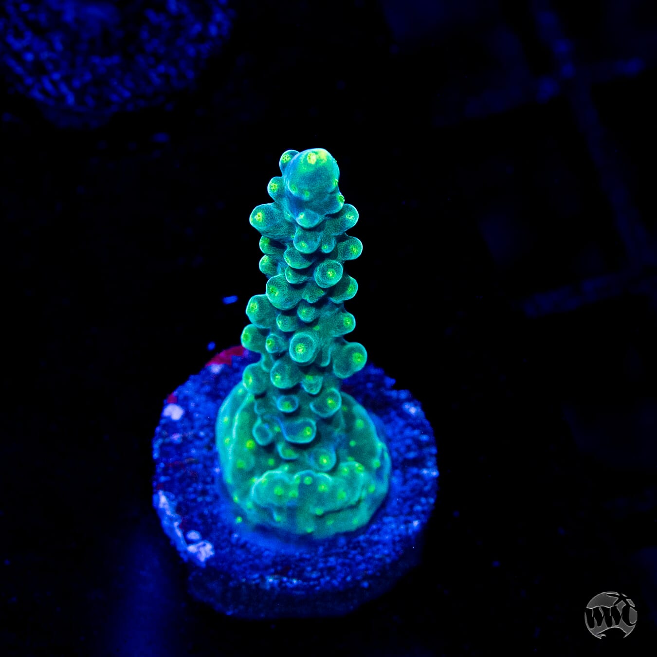 Paletta Tricolor Acropora