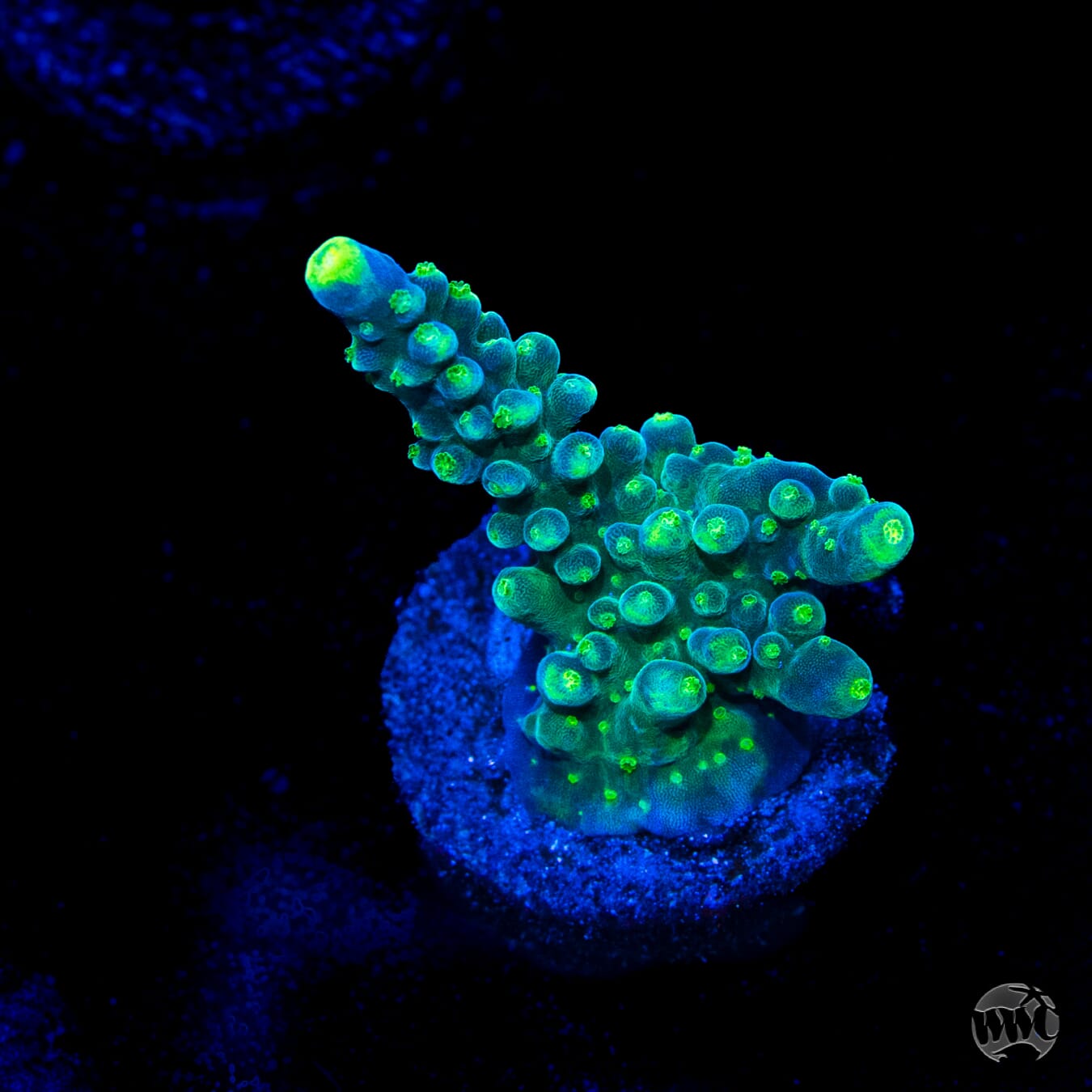 Paletta Tricolor Acropora