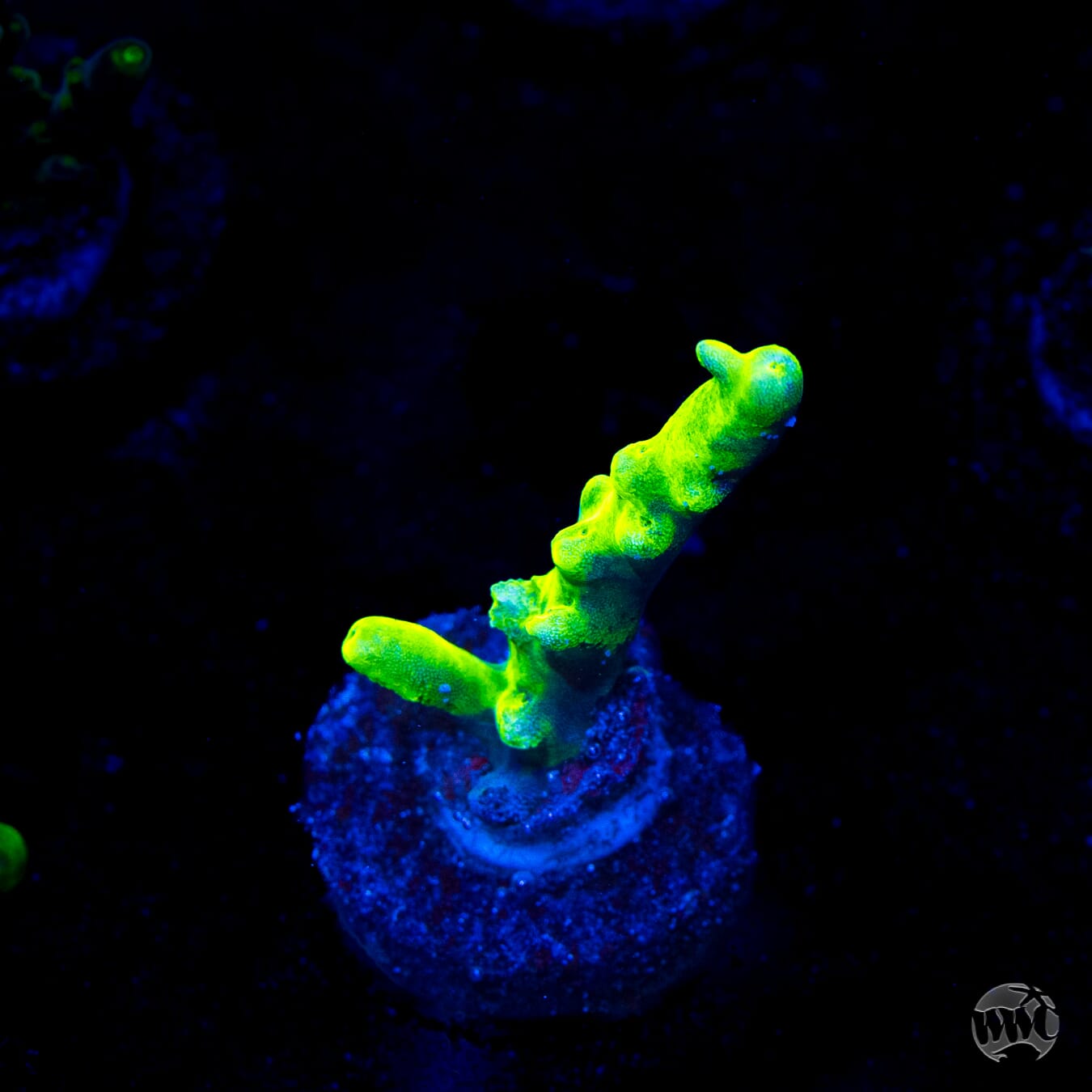 WWC Groguz Acropora