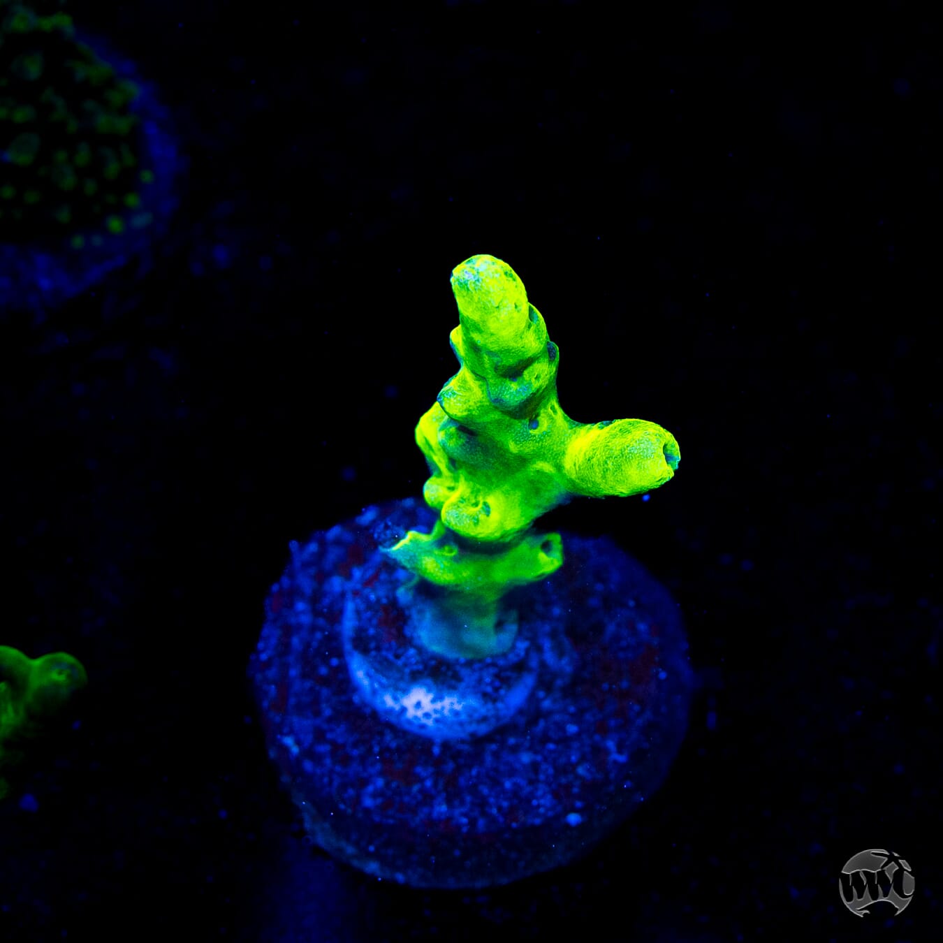 WWC Groguz Acropora