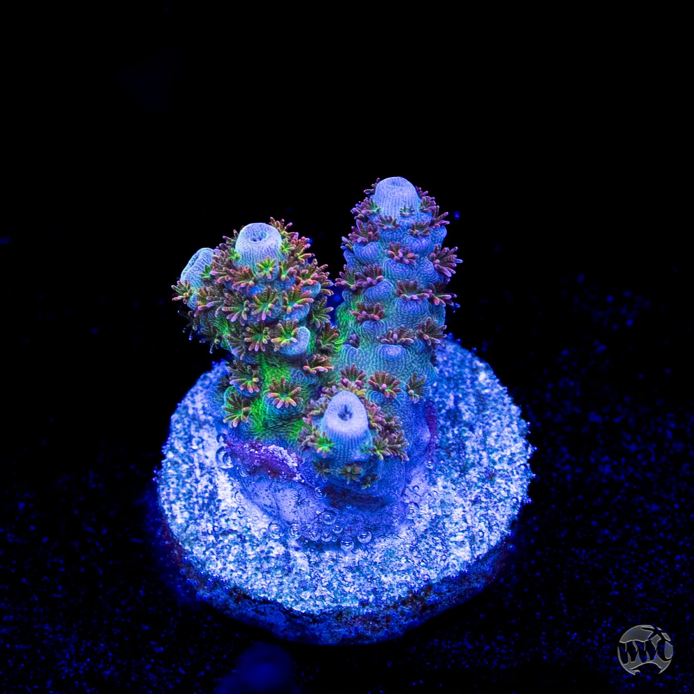 WWC Razzle Dazzle Acropora