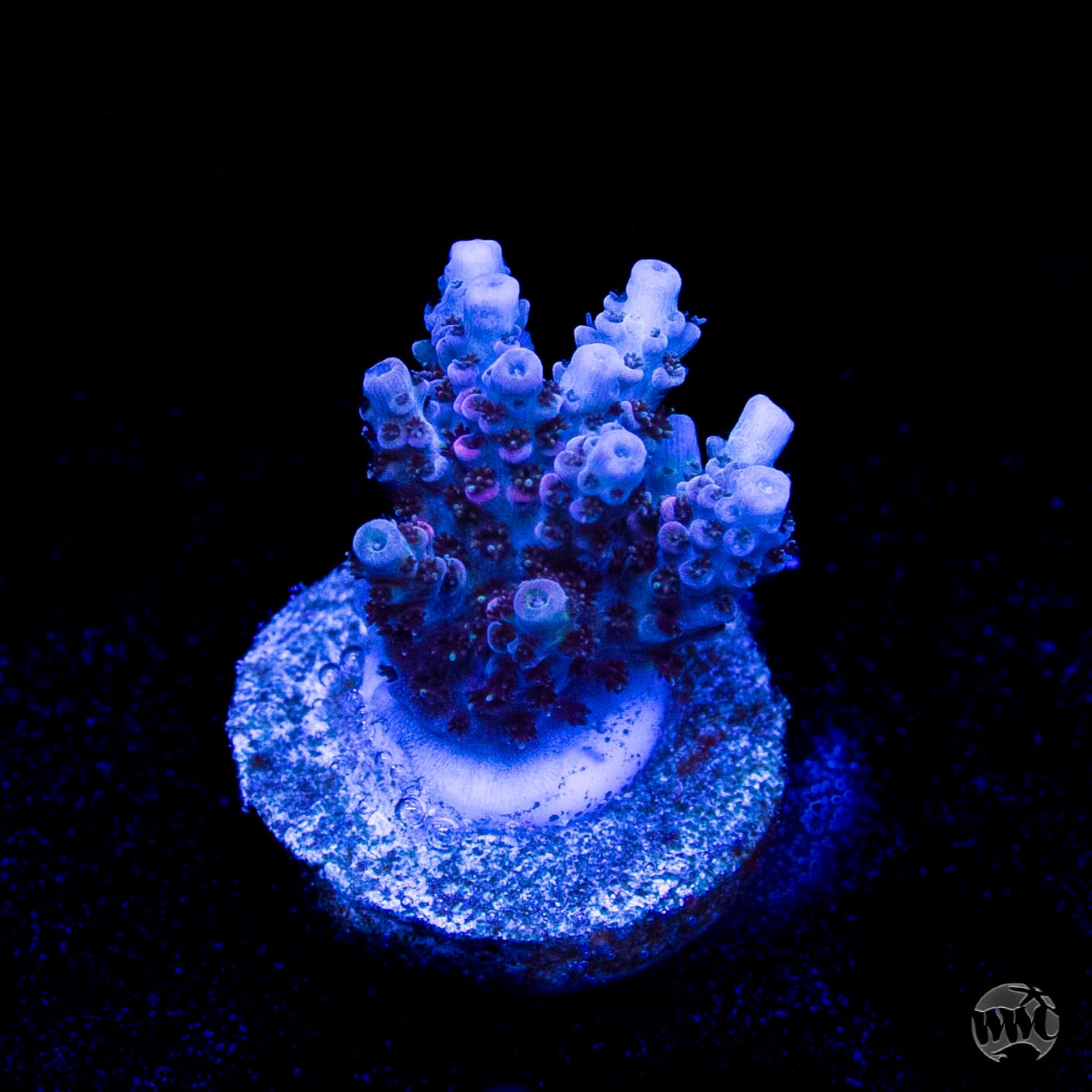WWC Razzle Dazzle Acropora