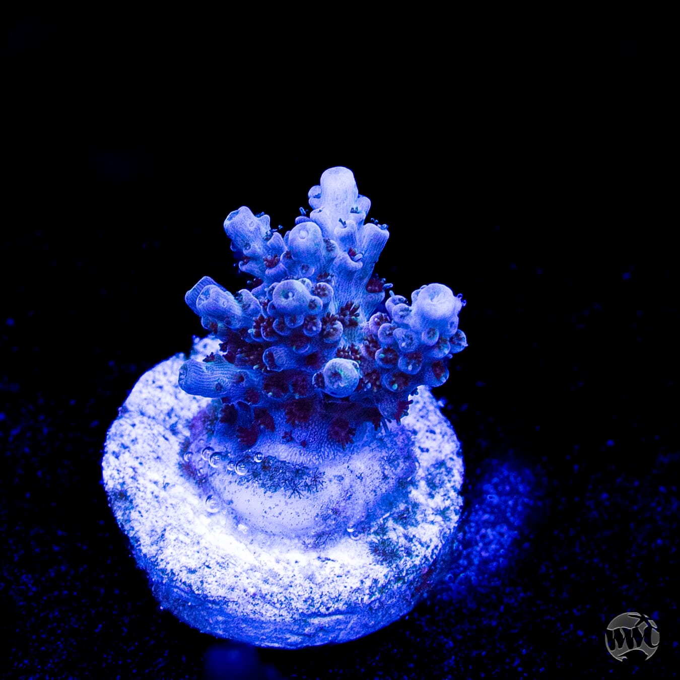 WWC Razzle Dazzle Acropora
