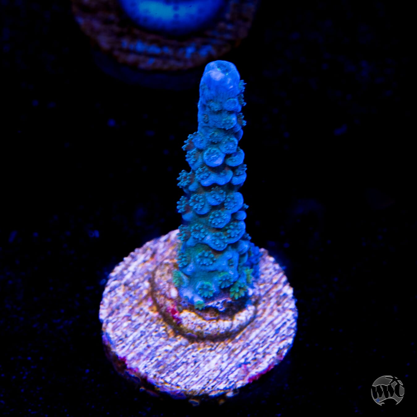 WWC Cobalt Tenuis Acropora