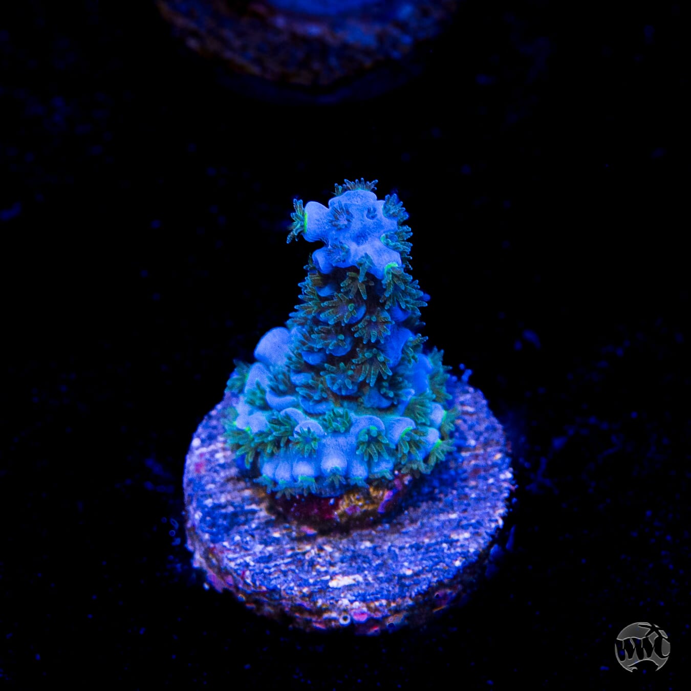WWC Cobalt Tenuis Acropora