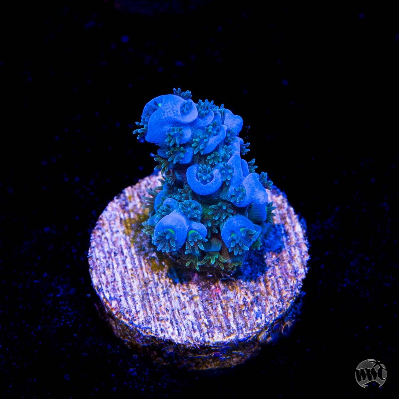 WWC Cobalt Tenuis Acropora