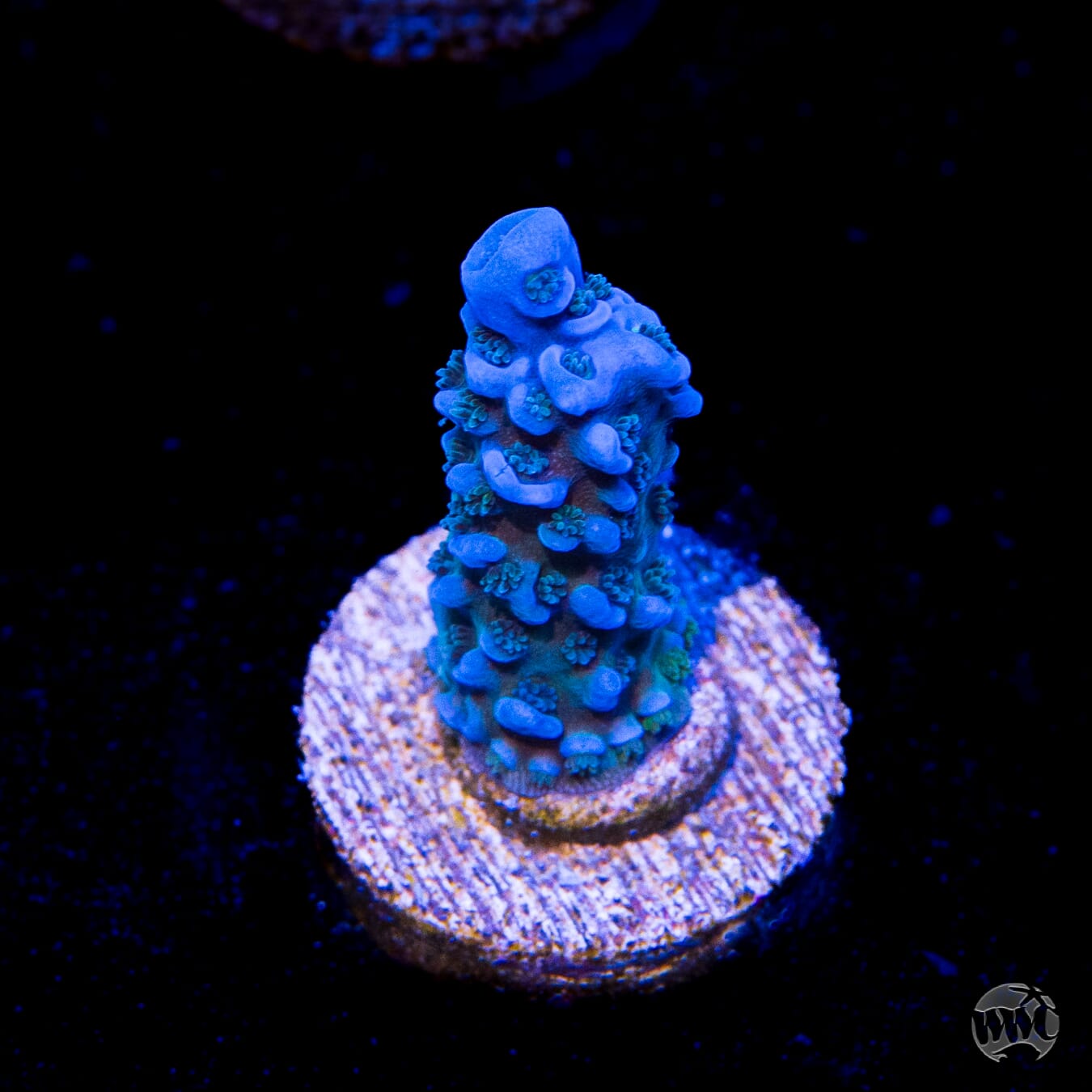 WWC Cobalt Tenuis Acropora